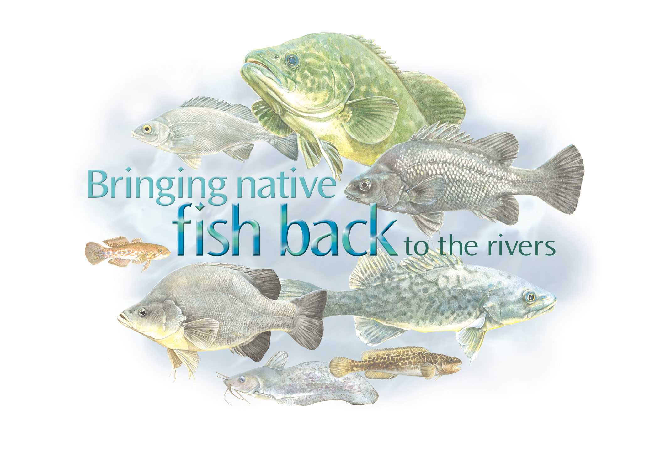 Native Fish Recovery Strategy – World Fish Migration Day Activities