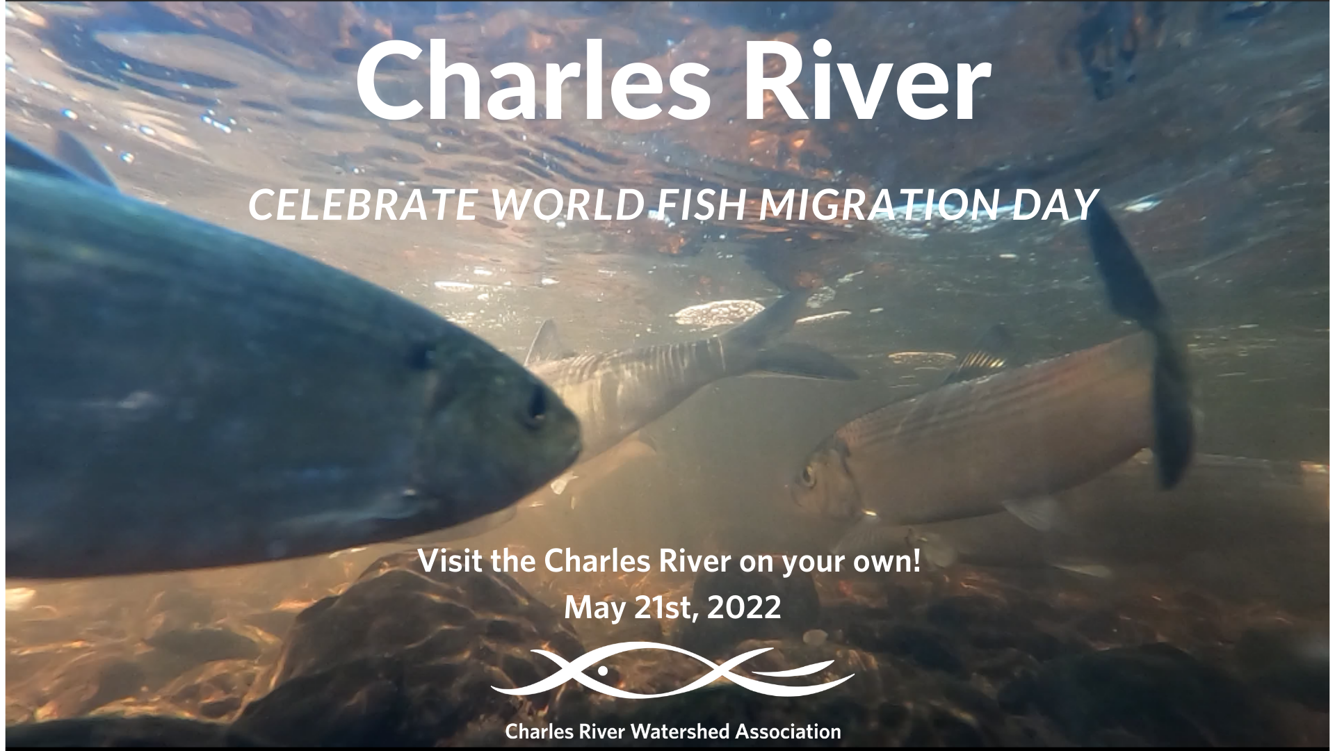 Charles River World Fish Migration