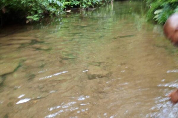 WFMD2022 – Democratic Republic of the Congo – World Fish Migration Day