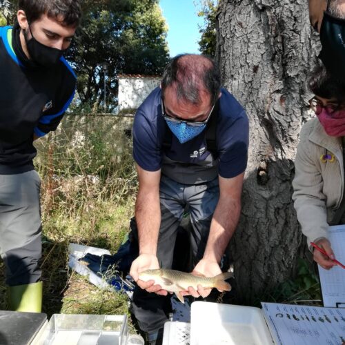 WFMD2020 – Spain